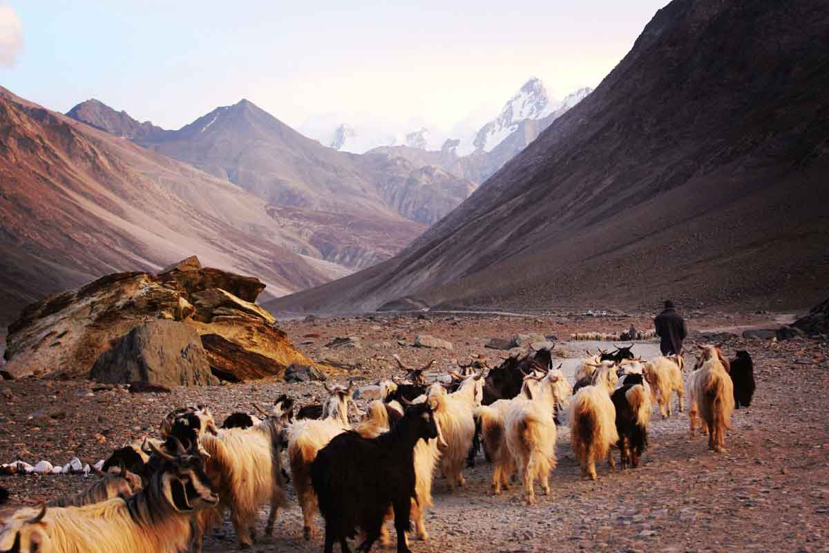 Cashmere goats | Ethical Luxury Fabric at Signature Bespoke